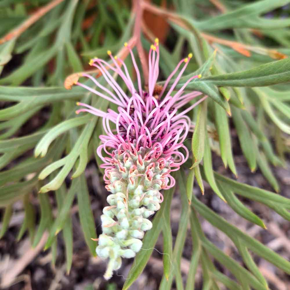 Close up of a grevillea dorothy gordon purple flower.