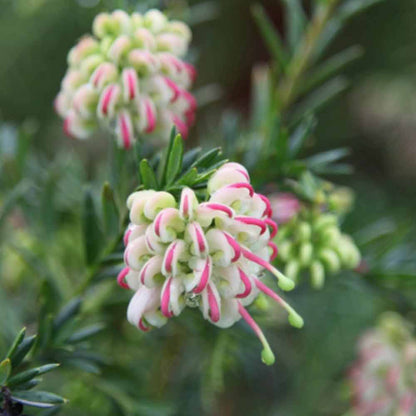 Grevillea 'Hills Jubilee'