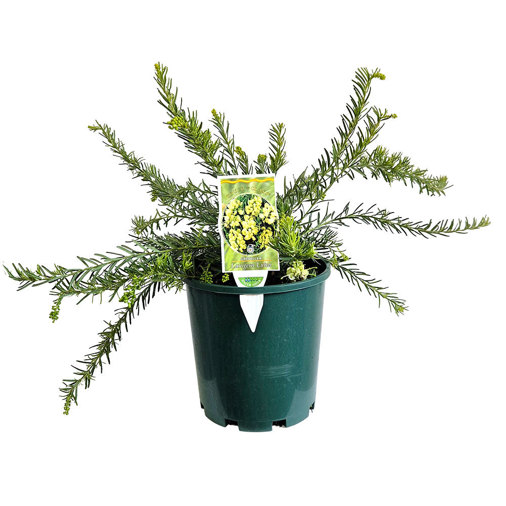 Grevillea 'Lanigera 'Lutea'