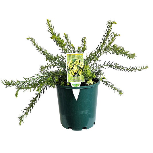 Grevillea 'Lanigera 'Lutea'