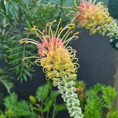 Close up of a yellow and red grevillea ' baby lemon' flower.