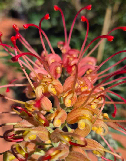 Grevillea 'Loopy Lou'