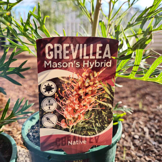 Grevillea 'Mason's Hybrid'