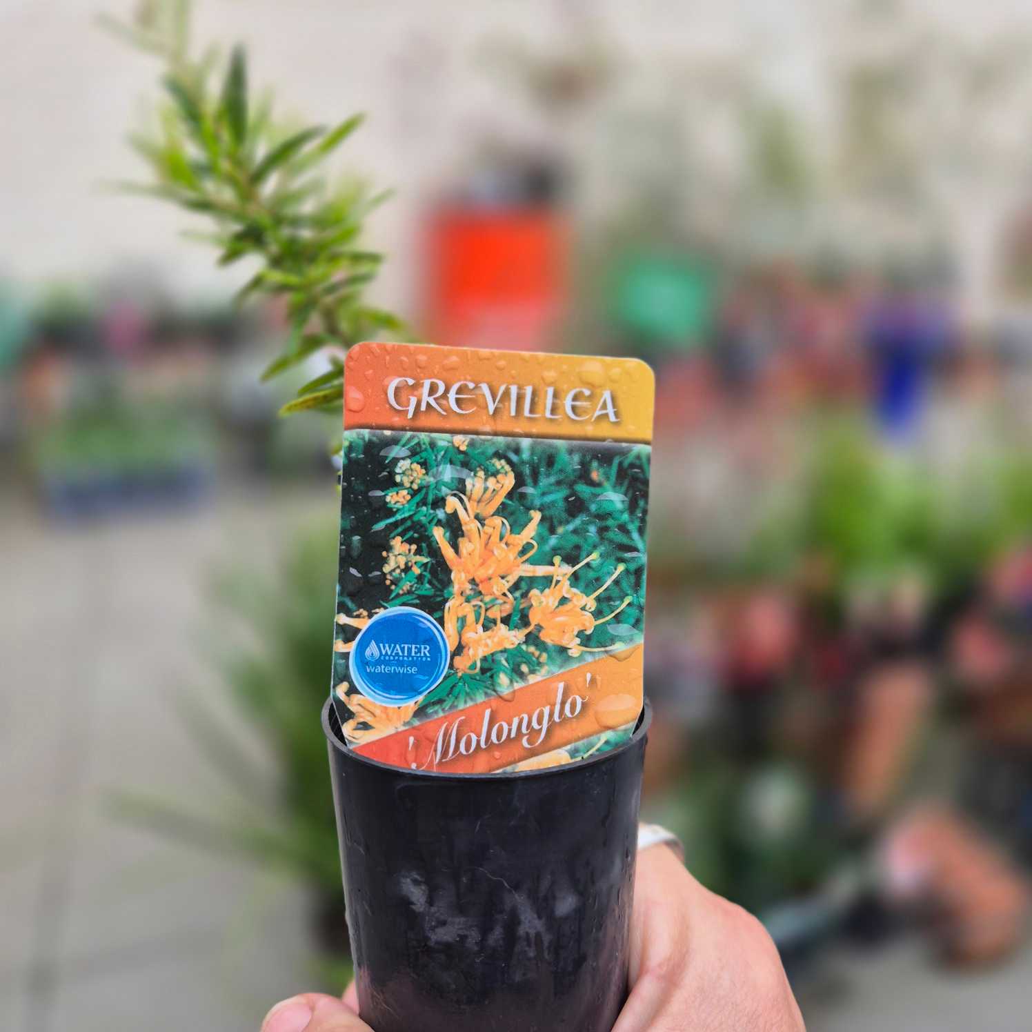 Potted plant with a Grevillea label held by a hand in an outdoor setting.