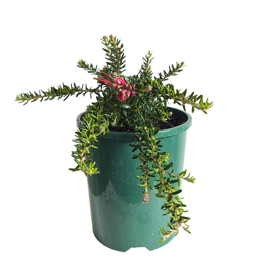 Grevillea 'Simply Stunning'