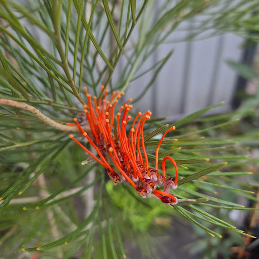 Close-up of a grevillea orange flower with green leaves