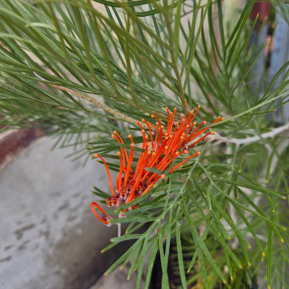 Close-up of an orange flower spike on a green plant