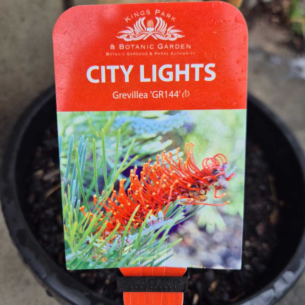 Kings Park & Botanic Garden City Lights Grevillea plant tag with a pot in the background