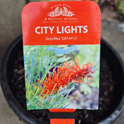 Kings Park & Botanic Garden City Lights Grevillea plant tag with a pot in the background