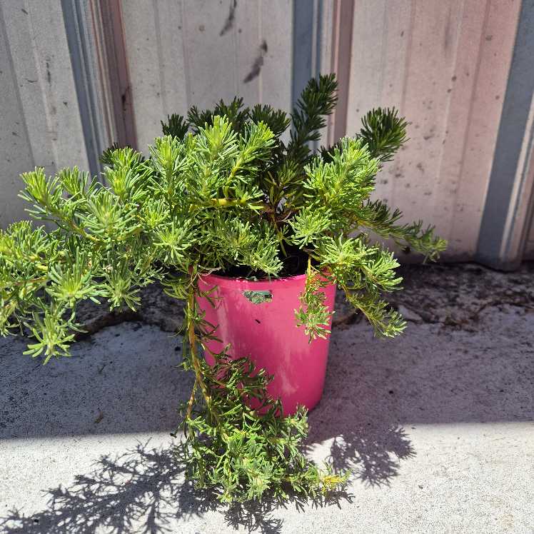 Potted plant with green leaves in a pink pot on a concrete surface.