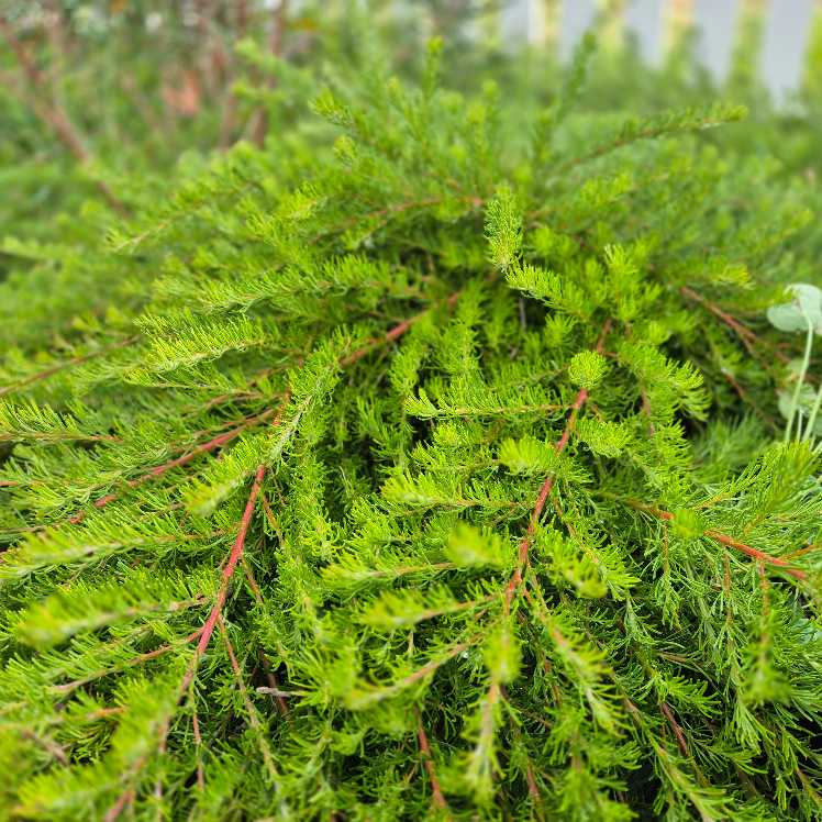 Close-up of a green shrub with a blurred natural background