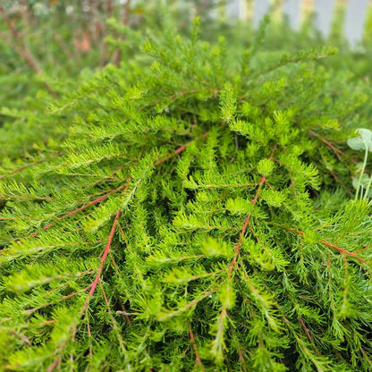 Close-up of a green shrub with a blurred natural background