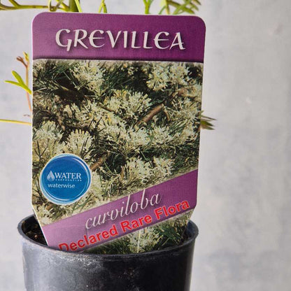 Grevillea plant in a pot with a purple label on a neutral background