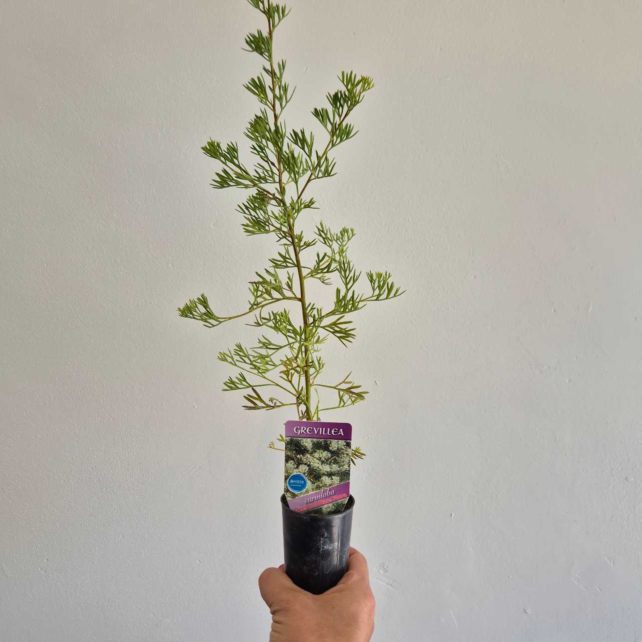 Potted plant held against a plain background