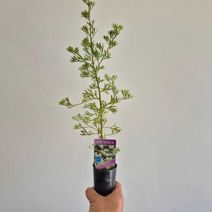 Potted plant held against a plain background