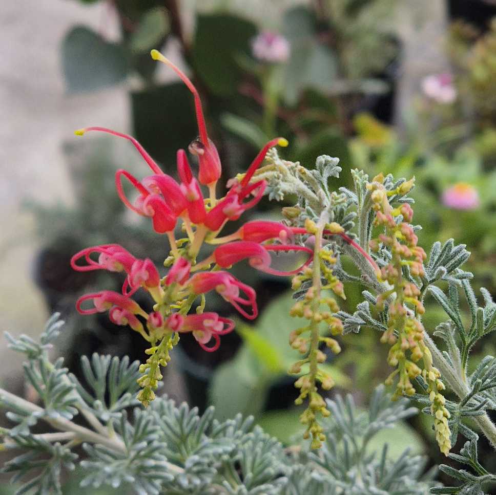 Close-up of a vibrant red flower with green leaves against a blurred natural background