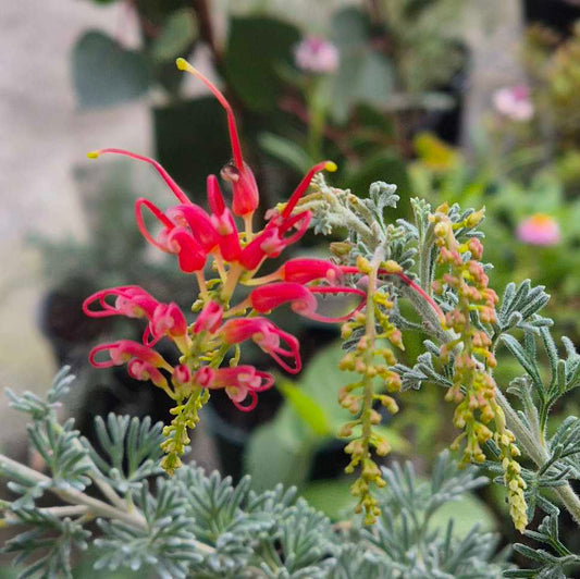 Close-up of a vibrant red flower with green leaves against a blurred natural background