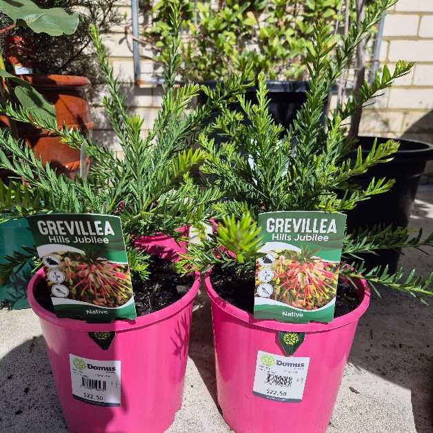 Two potted Grevillea plants in pink pots with labels on a concrete surface.