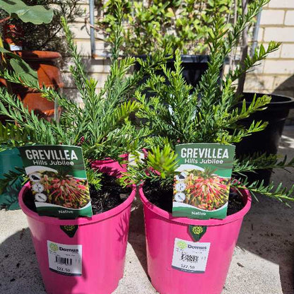Two potted Grevillea plants in pink pots with labels on a concrete surface.