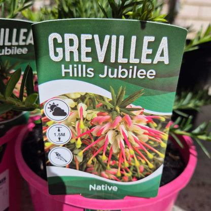 Grevillea Hills Jubilee plant packaging with plant in the background