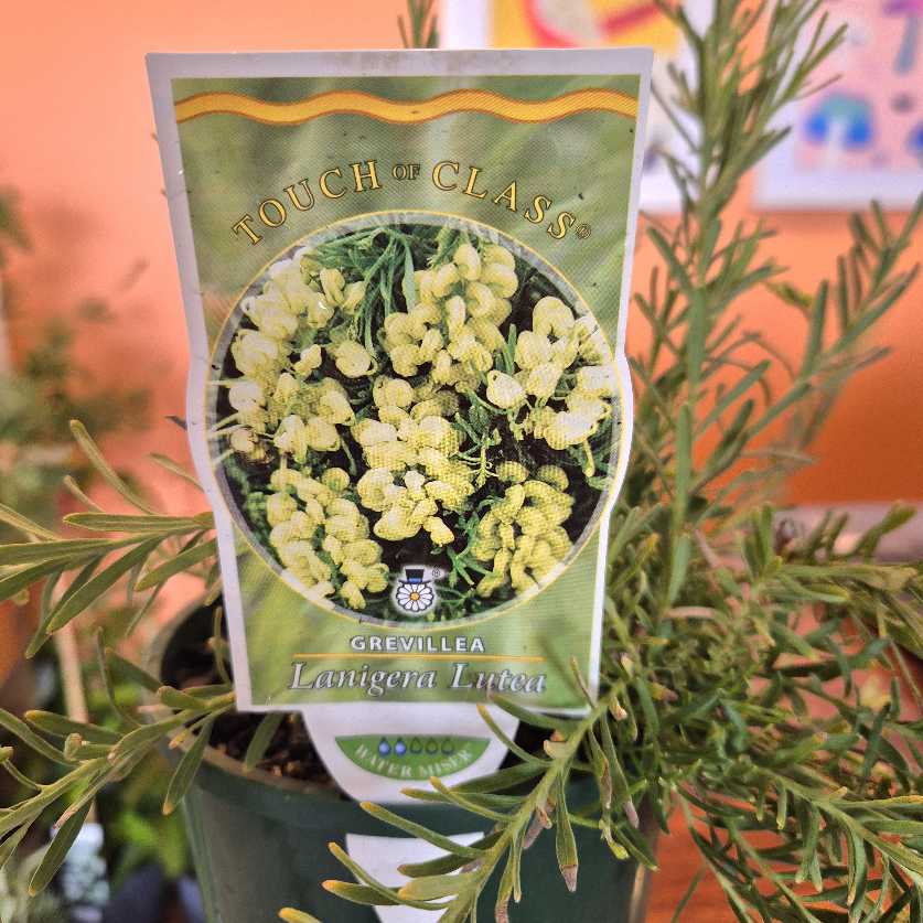 Potted plant with a 'Touch of Class' label on a blurred background