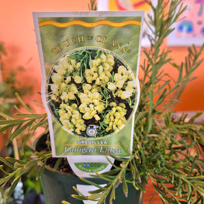 Potted plant with a 'Touch of Class' label on a blurred background