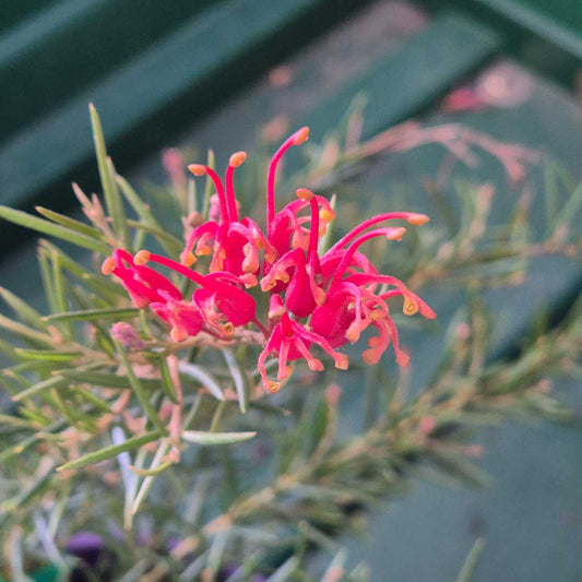 Close-up of pink flowers with green leaves against a blurred background