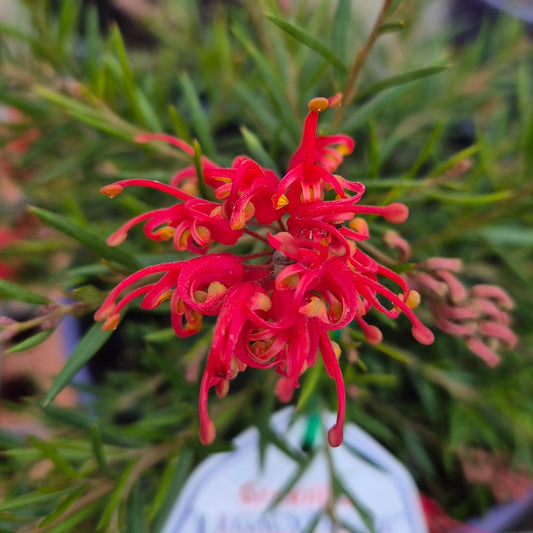 A close-up of a bright red grevillea flower cluster with slender tubular petals and small yellow centers, surrounded by narrow green leaves.