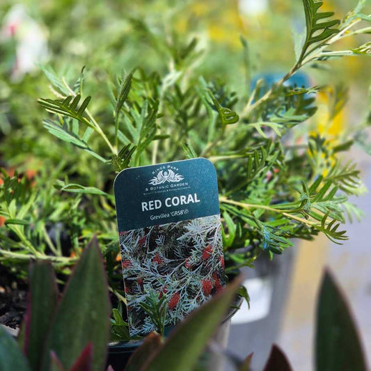 Plant labeled 'Red Coral' with a blurred garden background