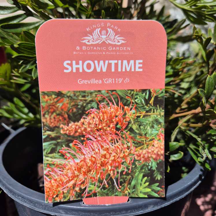 Kings Park Botanic Garden plant tag for 'Showtime' Grevillea 'GR119' with pink background and flower image.