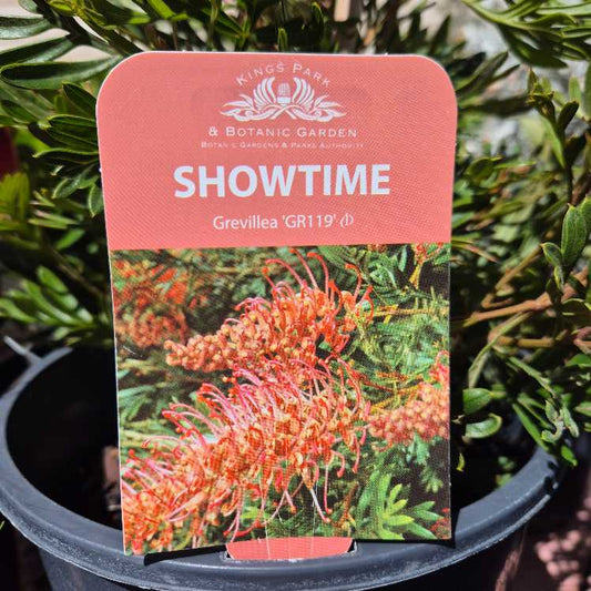 Kings Park Botanic Garden plant tag for 'Showtime' Grevillea 'GR119' with pink background and flower image.