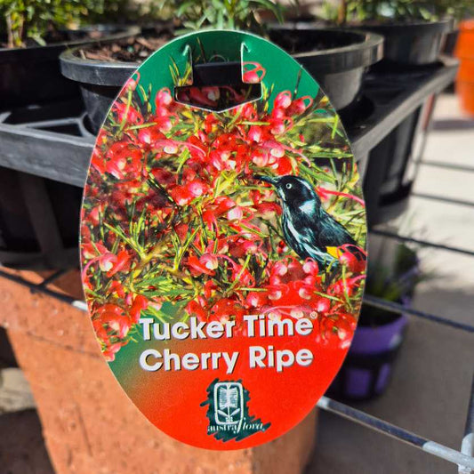 Plastic plant label with cherry and bird design, labeled 'Tucker Time Cherry Ripe', against a background of potted plants.