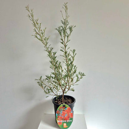 Potted plant with a visible label on a white background