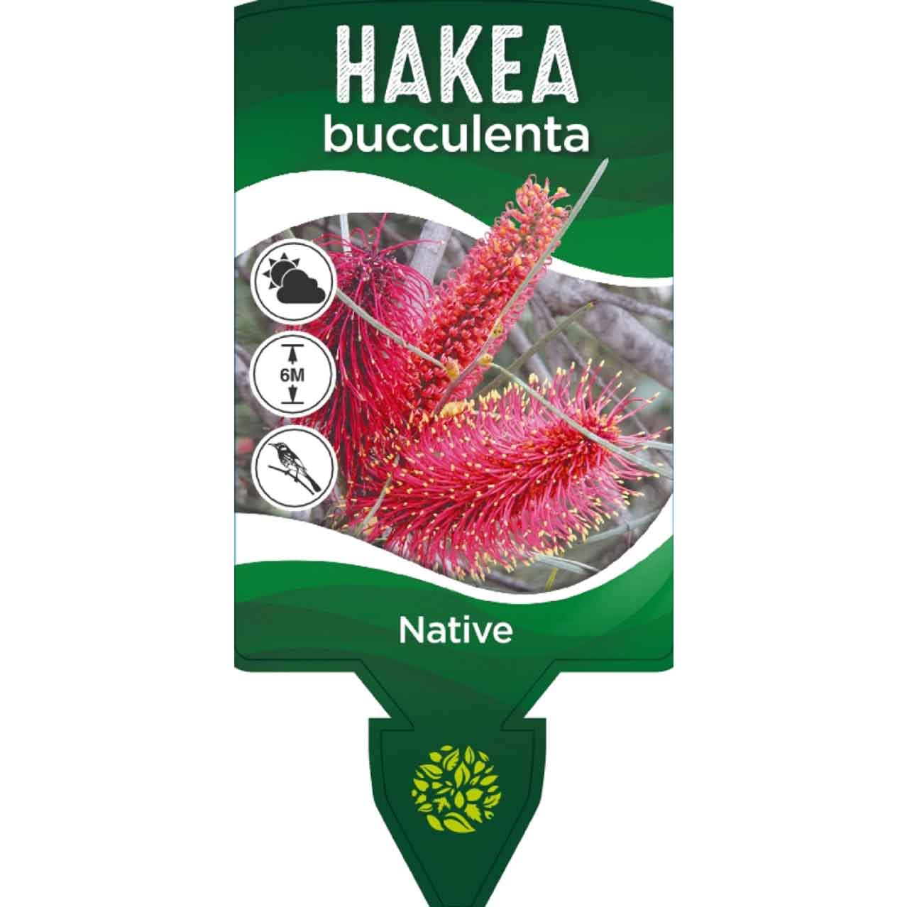 Red Pokers Hakea - Hakea bucculenta