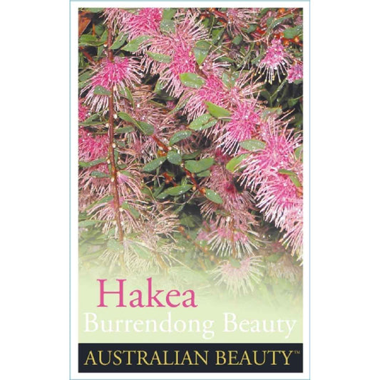 Hakea 'Burrendong Beauty'
