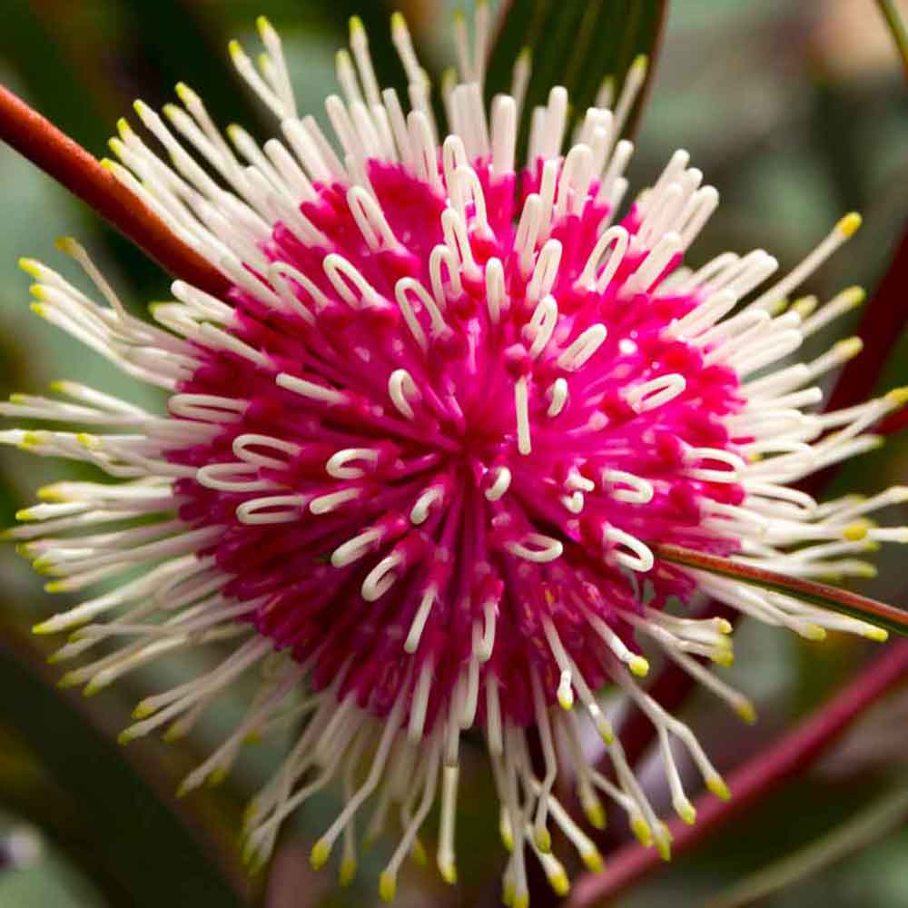 close up of hakea laurina pink flowers