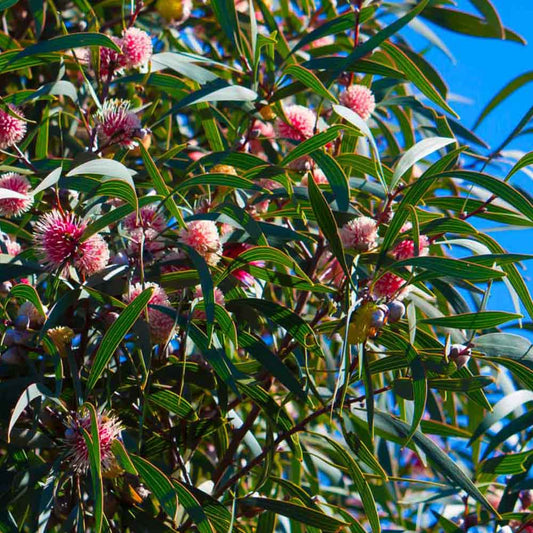 A Pincushion Hakea plant with green leaves and pink-red flower buds displayed against a blue sky.