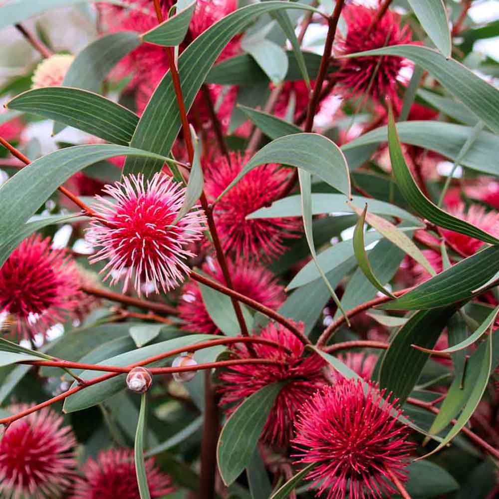 Close-up of Pincushion Hakea flowers which are pink and red in color, with green leaves.