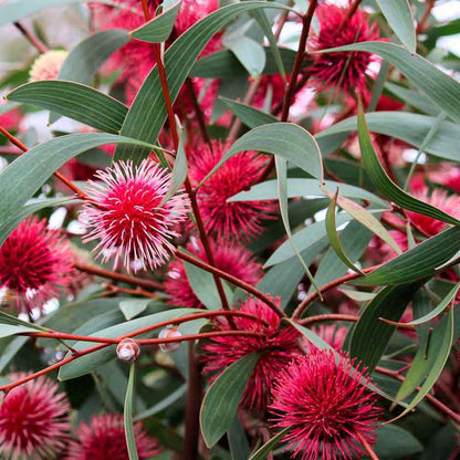 Close-up of Pincushion Hakea flowers which are pink and red in color, with green leaves.