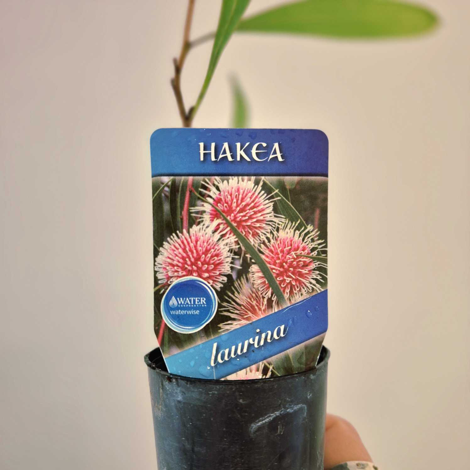 Hakea plant with a label showing pink flowers and 'laurina' text.