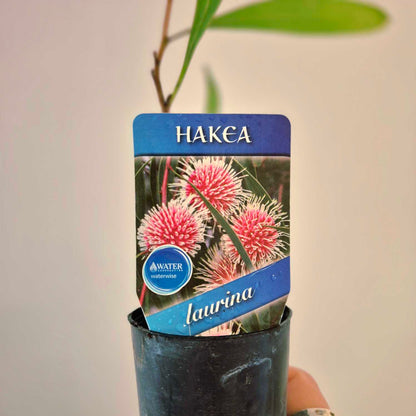 Hakea plant with a label showing pink flowers and 'laurina' text.