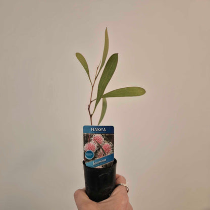 Potted plant with a Hakea label against a plain background
