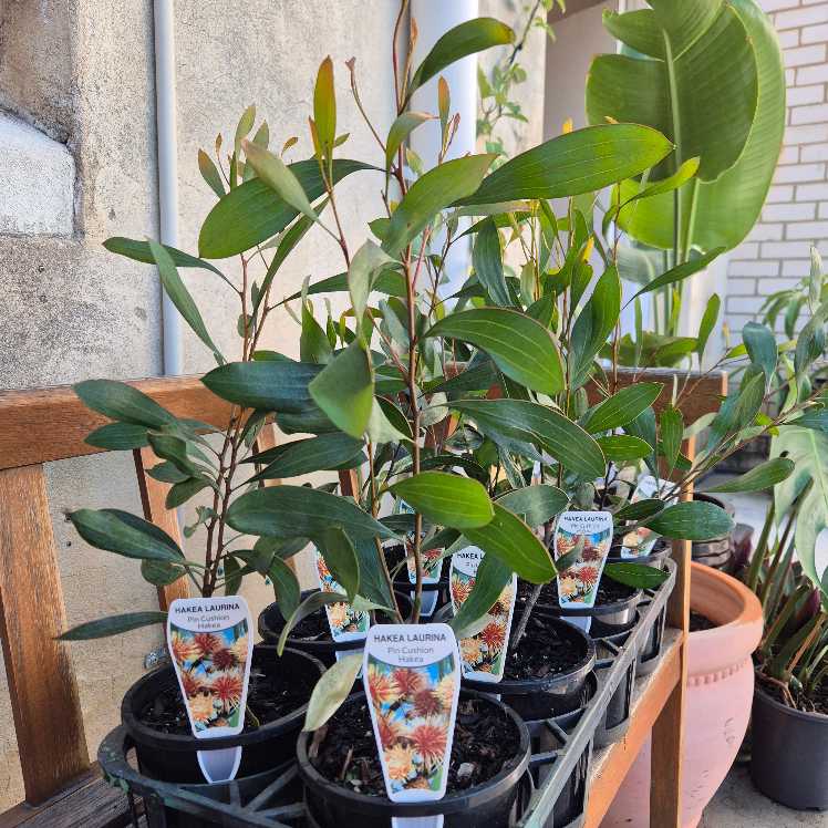Potted plants with labels on a wooden bench against a stone wall.