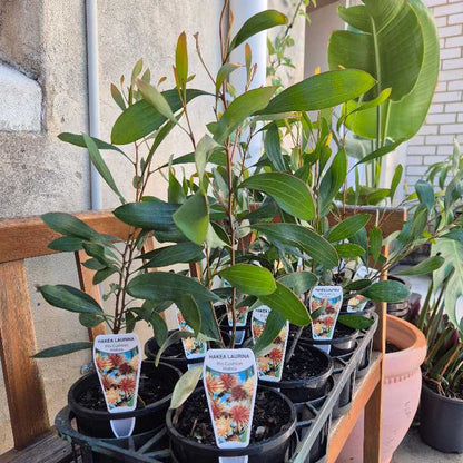 Potted plants with labels on a wooden bench against a stone wall.