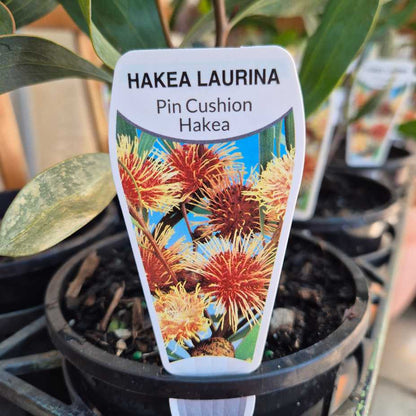 Plant label for Hakea Laurina Pin Cushion Hakea with a pot of the plant in the background.