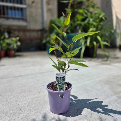 Small potted plant with a label on a concrete surface, with other plants in the background.