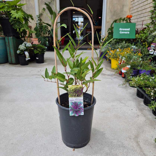 Potted plant with a stake in a garden center setting