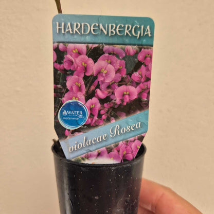 Hardenbergia violacea Rosea plant with a label on a beige background