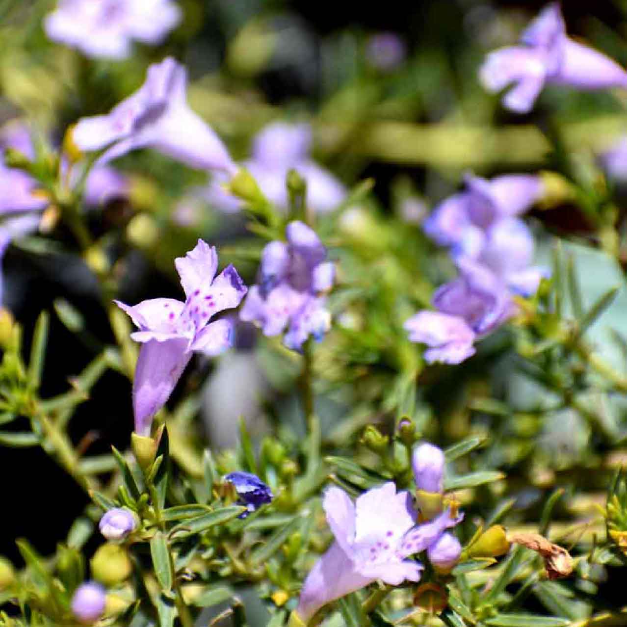 Purple Snake Bush - Ground cover plant