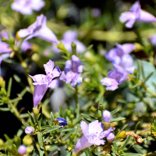Purple Snake Bush - Ground cover plant